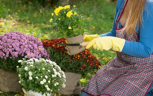 Seasonal lawn care techniques for Enfield lawns