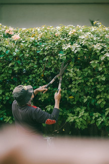 A close-up view of a well-maintained garden hedge composed of dense, glossy green leaves with smooth textures, showing a mix of dark and lighter green shades. In the foreground, a person's hand is hol